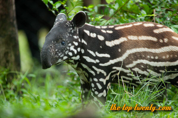 Tapir gross